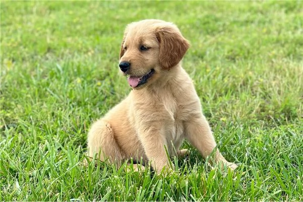 Cuccioli di Golden Retriever  +34~633~502~370 | Foto 0