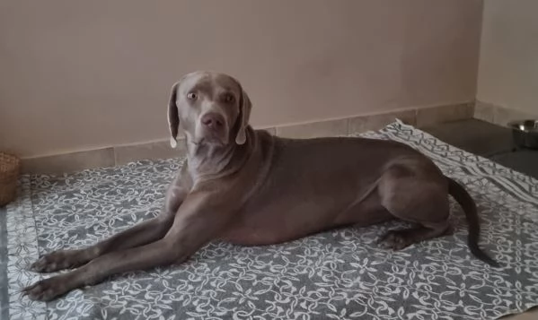 Regalo weimaraner con pedigree 