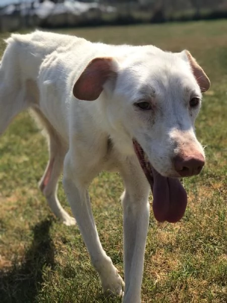 BlanKo derivato labrador, ha bisogno di una casa | Foto 6