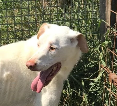 BlanKo derivato labrador, ha bisogno di una casa | Foto 5