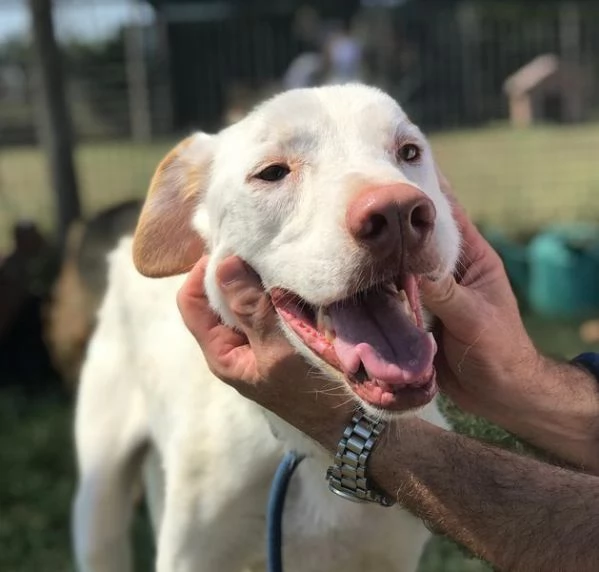 BlanKo derivato labrador, ha bisogno di una casa | Foto 4