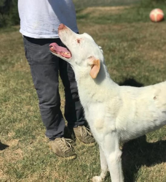 BlanKo derivato labrador, ha bisogno di una casa | Foto 3