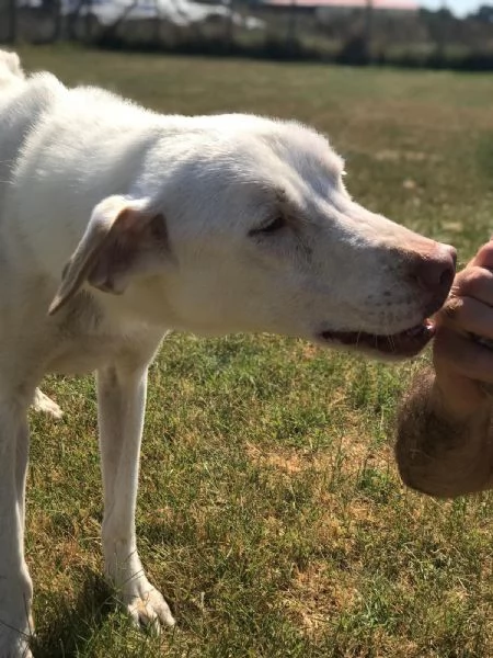 BlanKo derivato labrador, ha bisogno di una casa | Foto 2