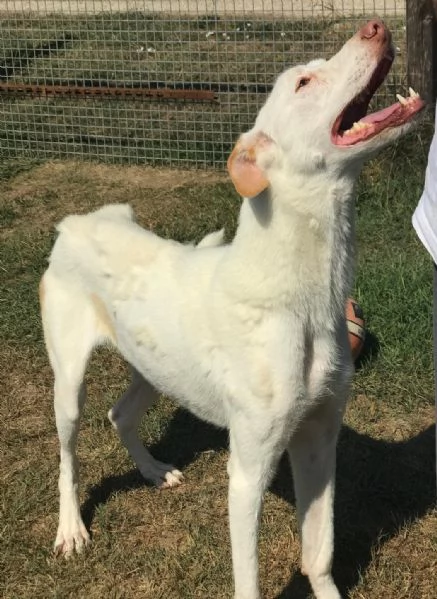 BlanKo derivato labrador, ha bisogno di una casa | Foto 1