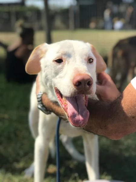 BlanKo derivato labrador, ha bisogno di una casa | Foto 0