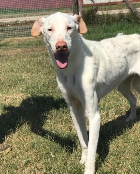 BlanKo derivato labrador, ha bisogno di una casa