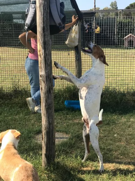 PUK, bretoncino bianco e arancio | Foto 2