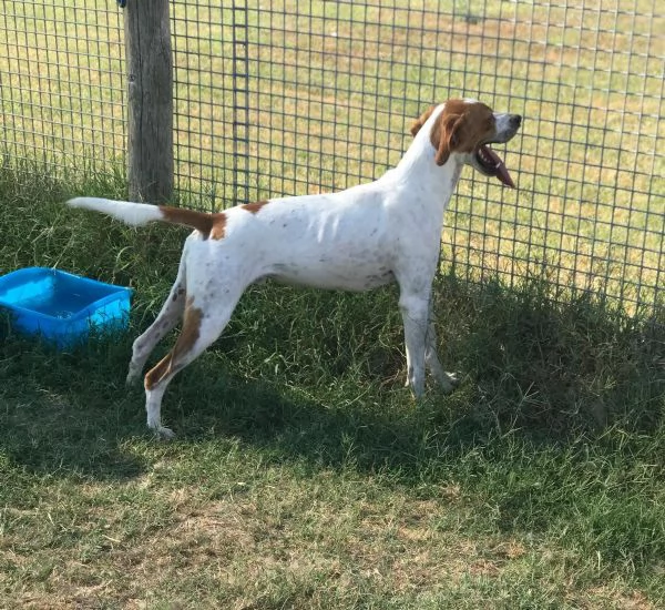 PUK, bretoncino bianco e arancio | Foto 0