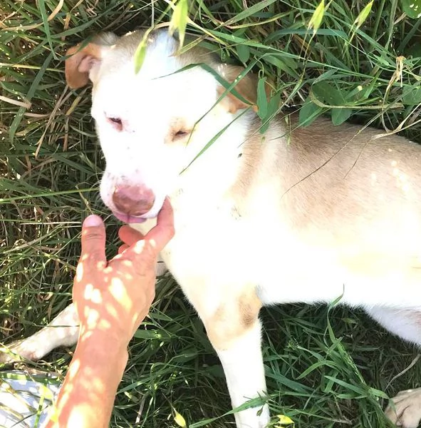 CASSANDRA SIMIL LABRADORINA IN ADOZIONE | Foto 6