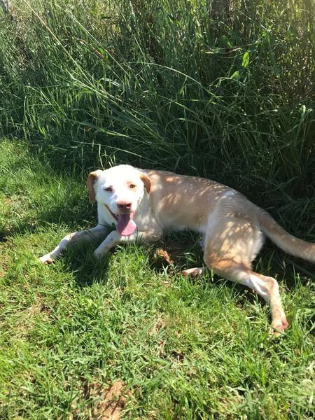 CASSANDRA SIMIL LABRADORINA IN ADOZIONE | Foto 0