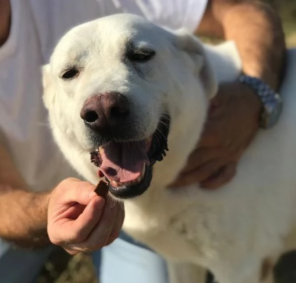 Commodo il cane giusto per la pet therapy