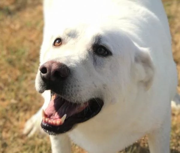 Commodo il cane giusto per la pet therapy | Foto 3