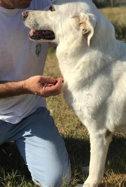 Commodo il cane giusto per la pet therapy | Foto 0