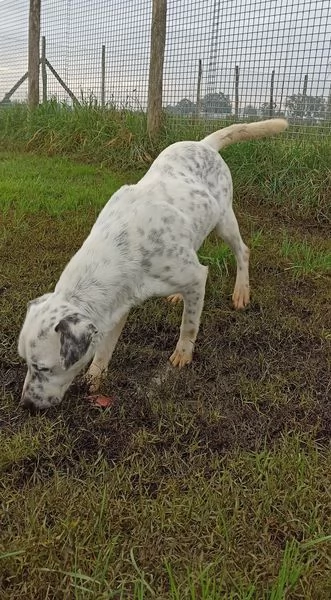 Gina, meticcio cane femmina | Foto 4