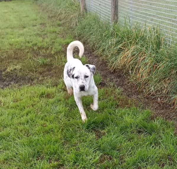 Gina, meticcio cane femmina | Foto 3