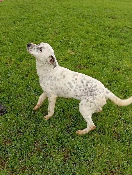 Gina, meticcio cane femmina | Foto 2