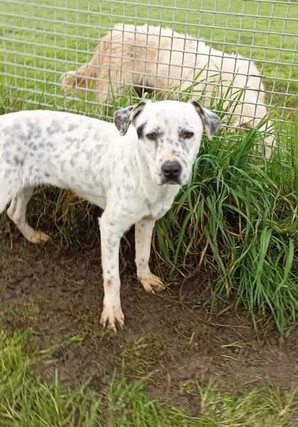 Gina, meticcio cane femmina | Foto 1