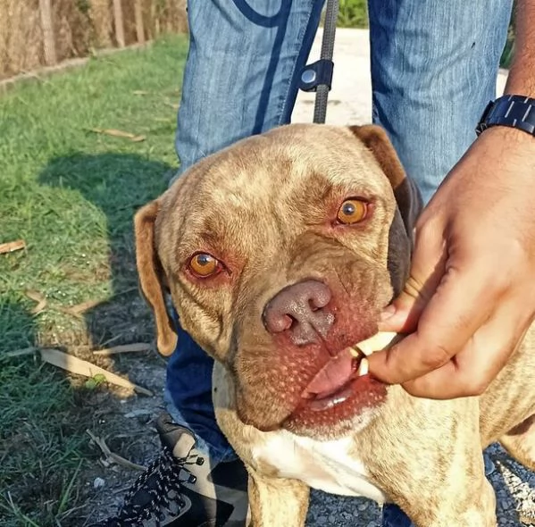 GRINO, strepitoso pit dal manto tigrato | Foto 2