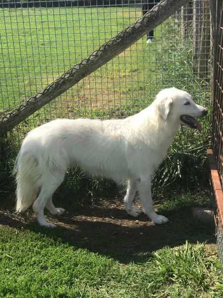 REA SILVIA, derivato golden retriver  | Foto 0