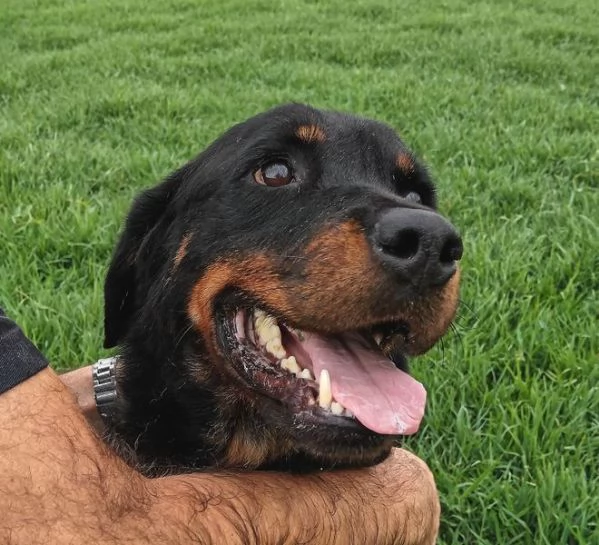 AMBETA, una rottweiler per amica | Foto 5