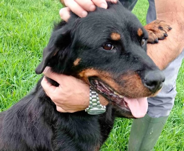 AMBETA, una rottweiler per amica