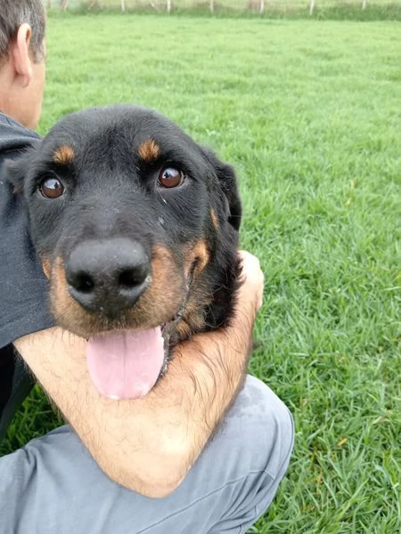 AMBETA, una rottweiler per amica | Foto 4