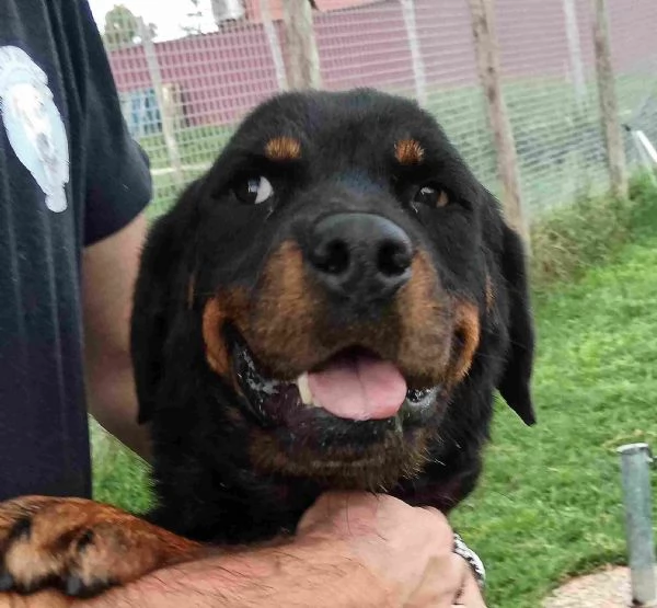 AMBETA, una rottweiler per amica | Foto 3