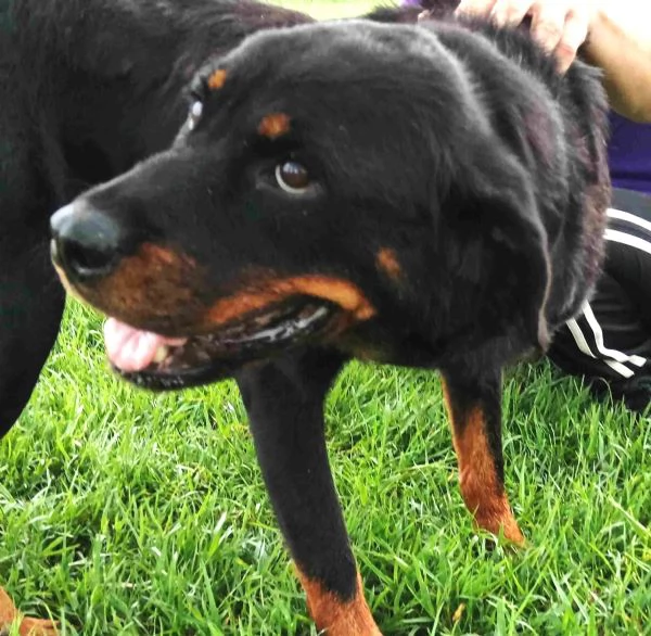 AMBETA, una rottweiler per amica | Foto 2