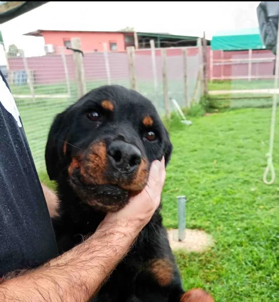 AMBETA, una rottweiler per amica | Foto 1