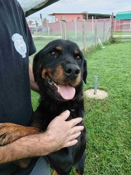 AMBETA, una rottweiler per amica | Foto 0