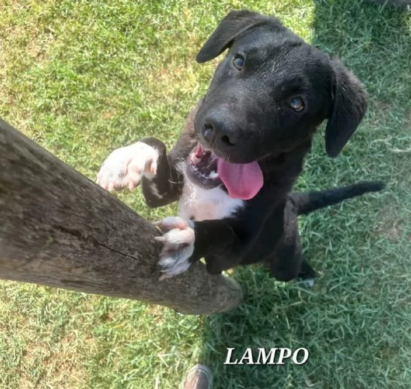 Lampo, simpaticissimo cucciolo