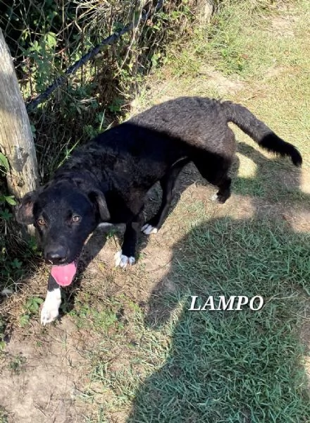 Lampo, simpaticissimo cucciolo | Foto 3