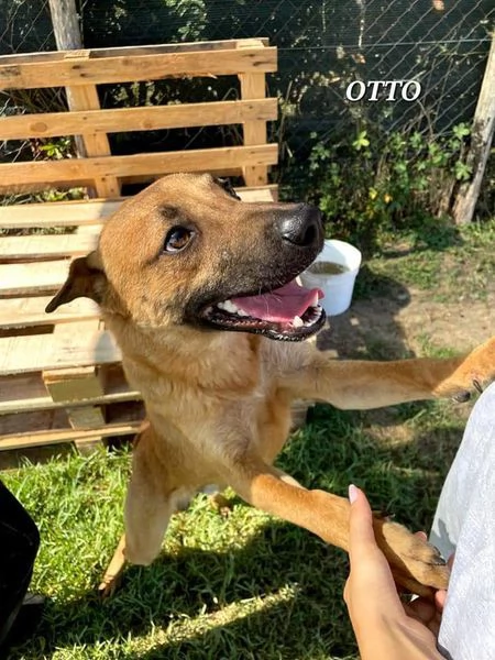 Otto, il cucciolotto | Foto 2