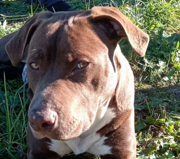 APACHE, cucciolo di American Pit Bull Terrier | Foto 5