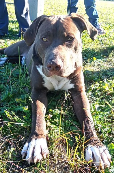 APACHE, cucciolo di American Pit Bull Terrier | Foto 4