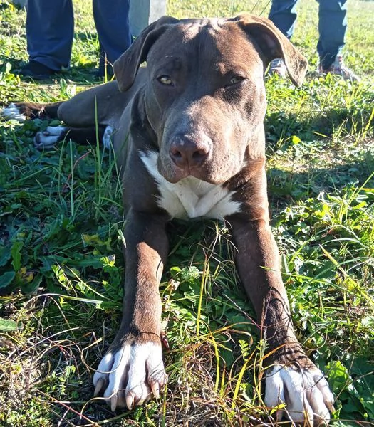 APACHE, cucciolo di American Pit Bull Terrier | Foto 0