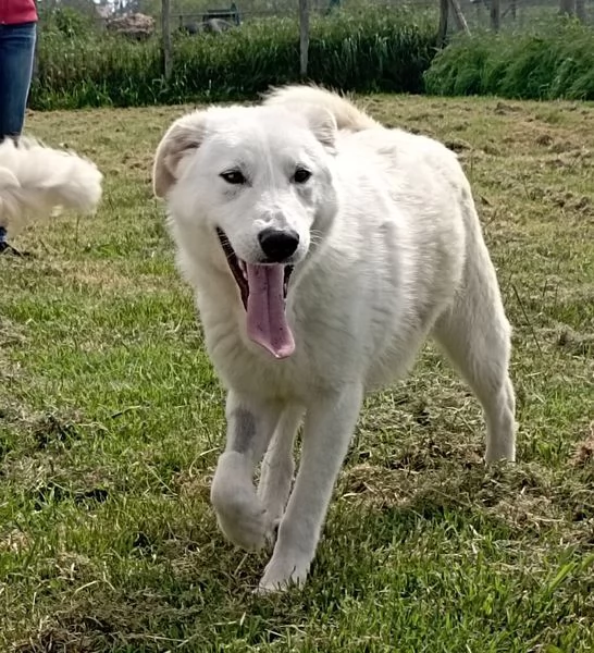 ZIGULi' cucciolone da amare per sempre | Foto 5