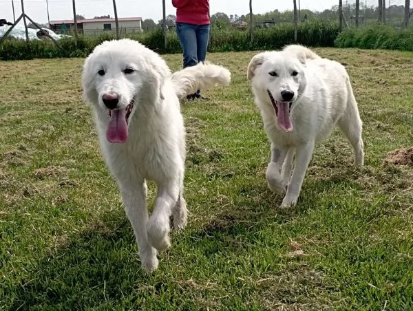 ZIGULi' cucciolone da amare per sempre | Foto 2