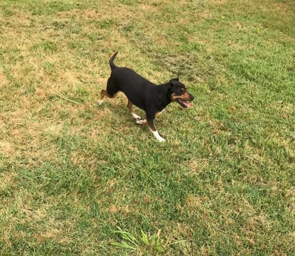 Masaniello il cagnolino super bello | Foto 2