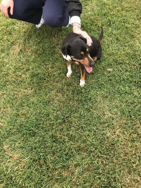 Masaniello il cagnolino super bello | Foto 1