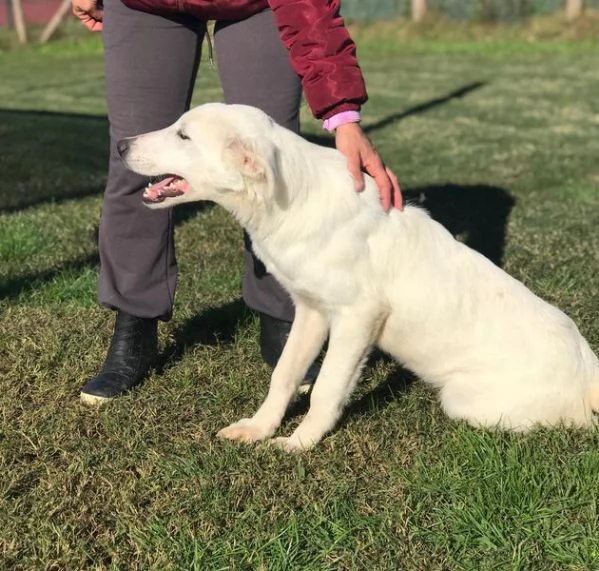 CUCCIOLO CLAY, SIMIL LABRADORINO | Foto 6