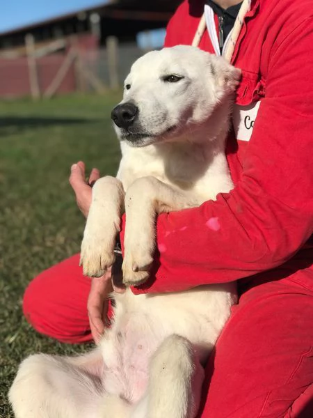 CUCCIOLO CLAY, SIMIL LABRADORINO | Foto 5