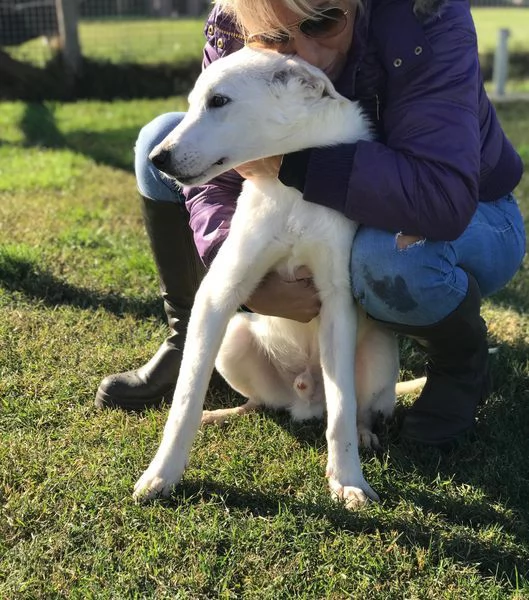 CUCCIOLO CLAY, SIMIL LABRADORINO | Foto 4