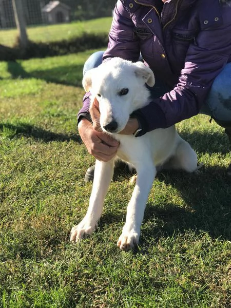 CUCCIOLO CLAY, SIMIL LABRADORINO | Foto 3