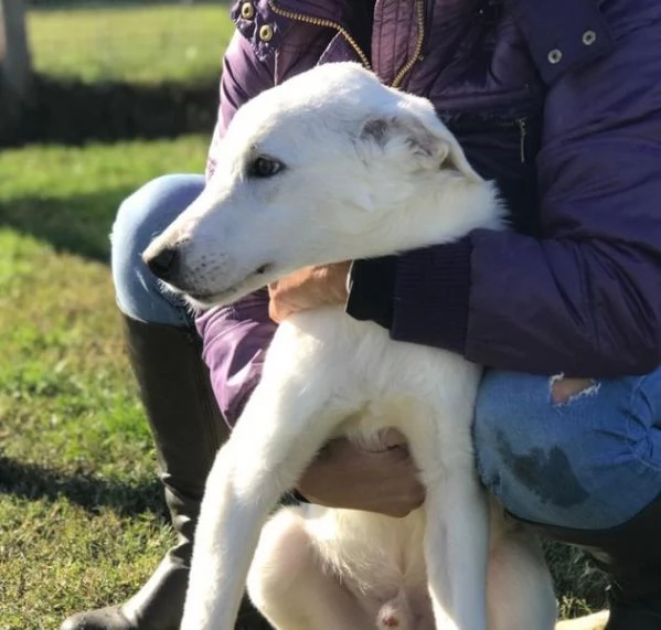 CUCCIOLO CLAY, SIMIL LABRADORINO