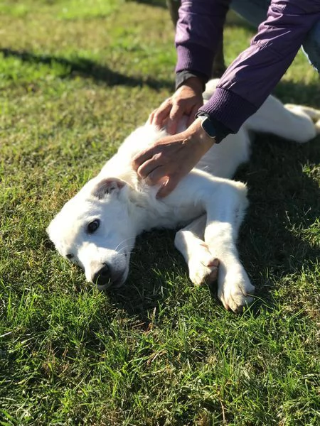 CUCCIOLO CLAY, SIMIL LABRADORINO | Foto 1