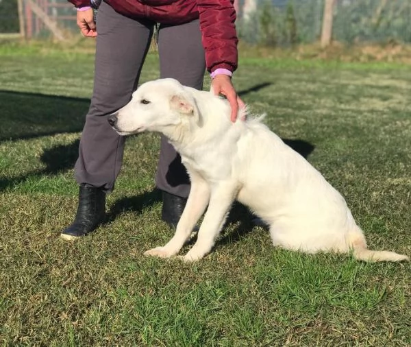 CUCCIOLO CLAY, SIMIL LABRADORINO | Foto 0