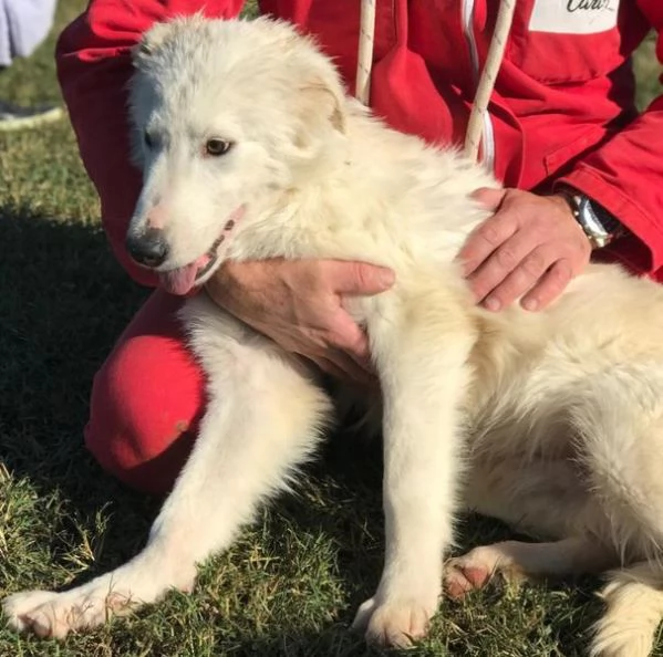 CASSIUS, DOLCE CUCCIOLO SOFFICE COME LA NEVE