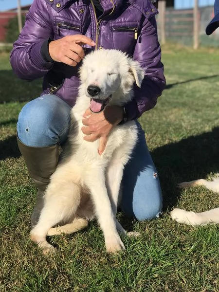 CASSIUS, DOLCE CUCCIOLO SOFFICE COME LA NEVE | Foto 0