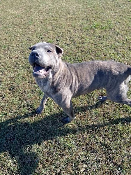 Salak, stupendo shar pei grigio tigrato | Foto 6